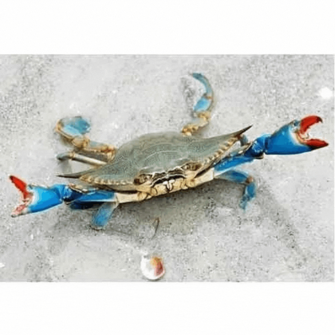 Blue Crab (m) (Cleaned) | நீல நண்டு