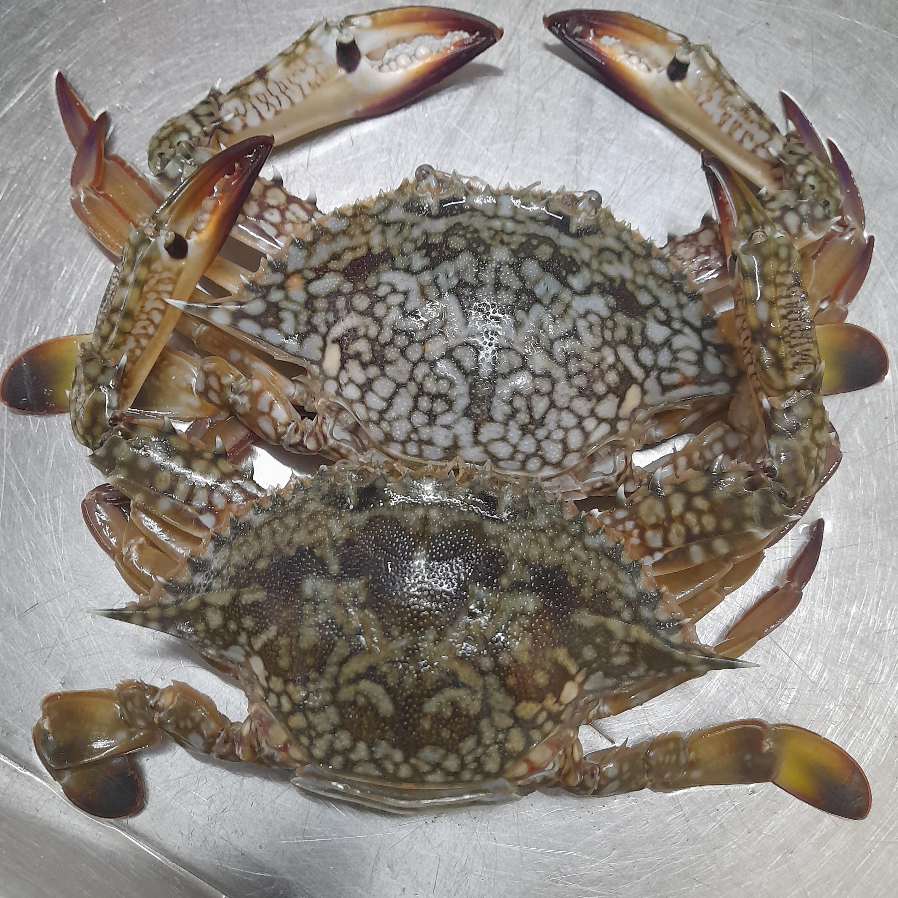 Crab (M) (Cleaned) | நண்டு - product media